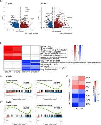 Integrative analysis of mitochondrial metabolic reprogramming in early-stage colon and liver cancer